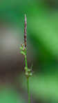 Fibrousroot sedge